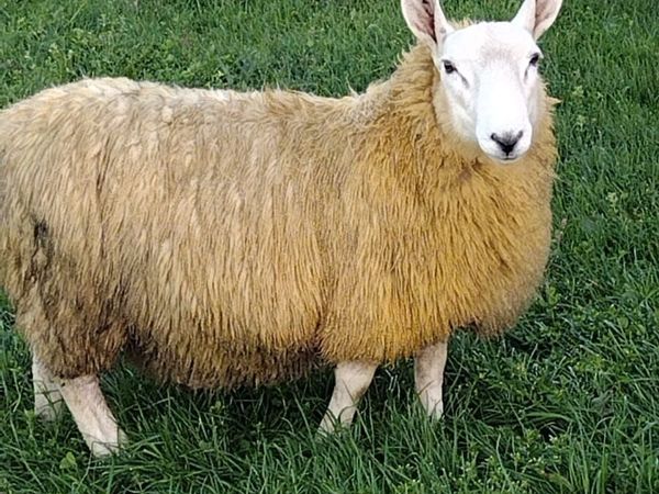 Sheep - Main image