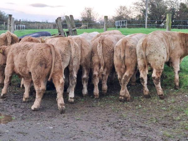 10 Smashing Golden Charlaois bull Weanlings - Main image