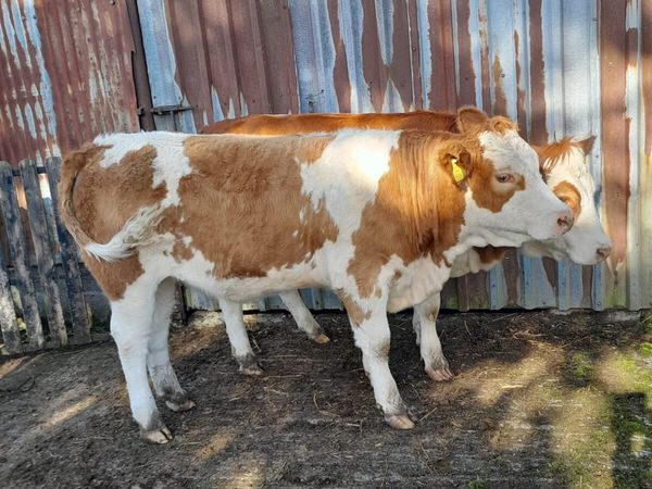 2 Heifers - Main image