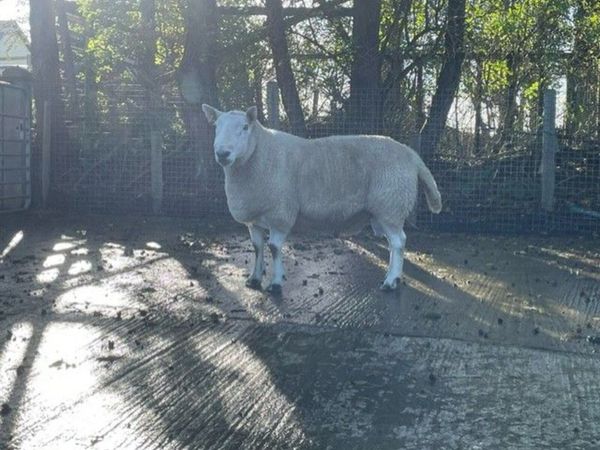 North Country Cheviot Aged Ram - Main image