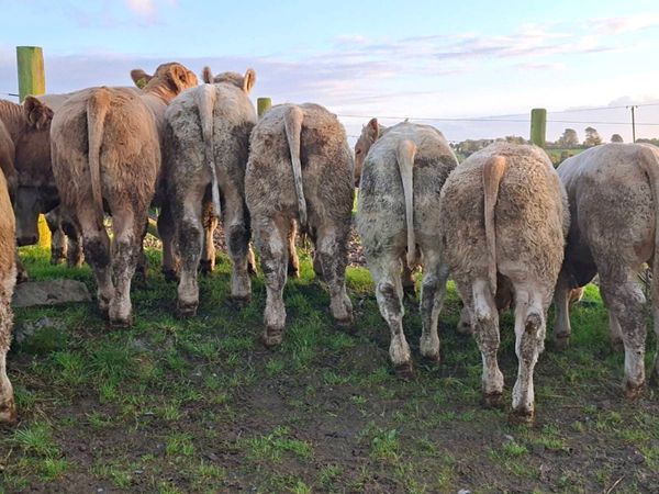 15 Super U Grade Charlaois Bulls - Main image