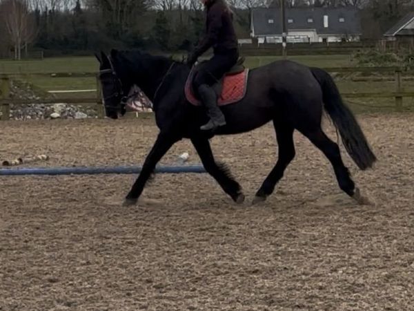 Beautiful Mare for Sale or Part-Lease - Main image
