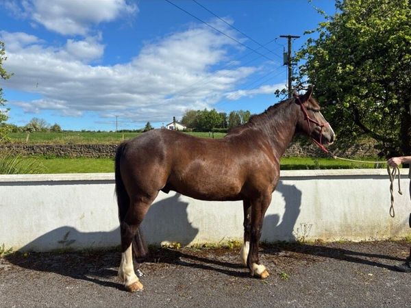 15.3hh Cob Gelding - Main image