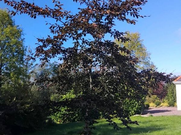 Copper Beech trees - Main image