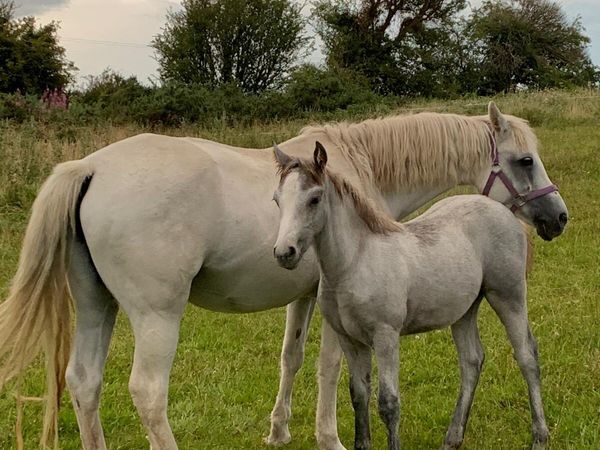 Connemara Colt foal - Main image
