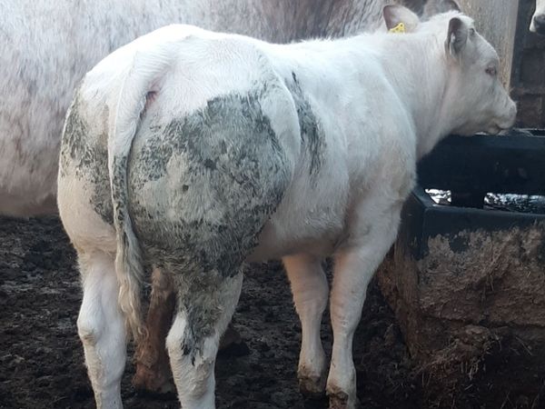 BBX heifer for sale, lot 357 in Carrigallen - Main image
