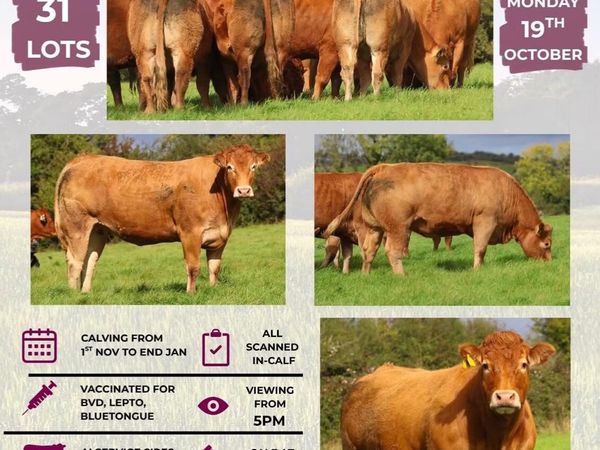 Livestock - Main image