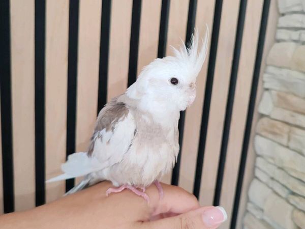 10 week old Cockatiel hand reared - Main image
