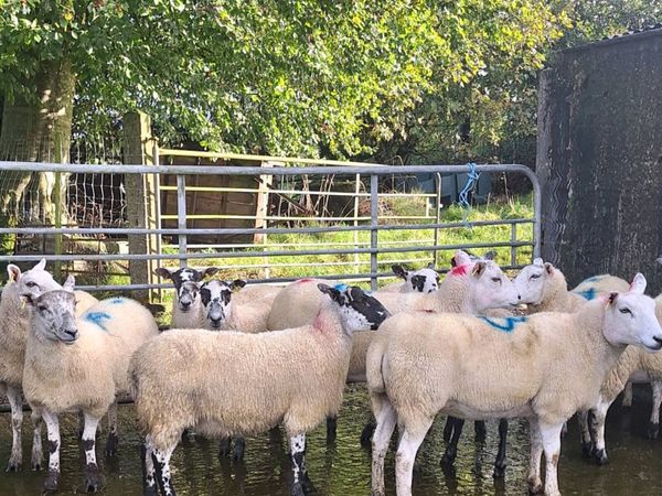 Hoggets - Main image