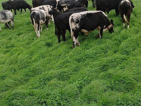 Weanlings - Main image