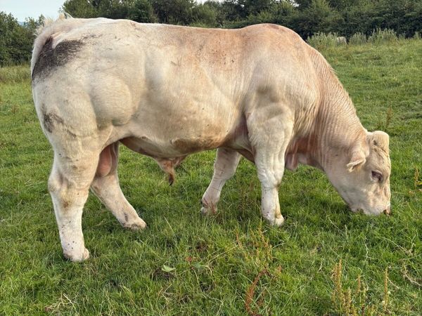 Pedigree registered Charlois bull - Main image