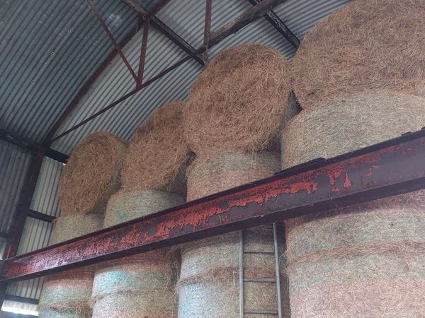 Hay - Main image