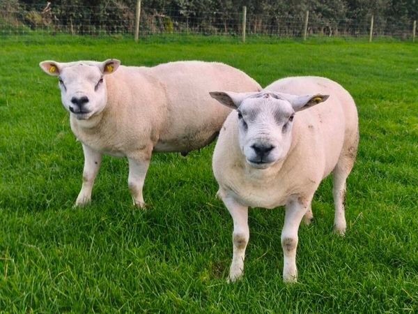 Texel+Rouge + Aberfield - Main image
