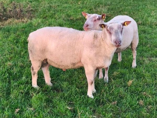 Sheep - Main image