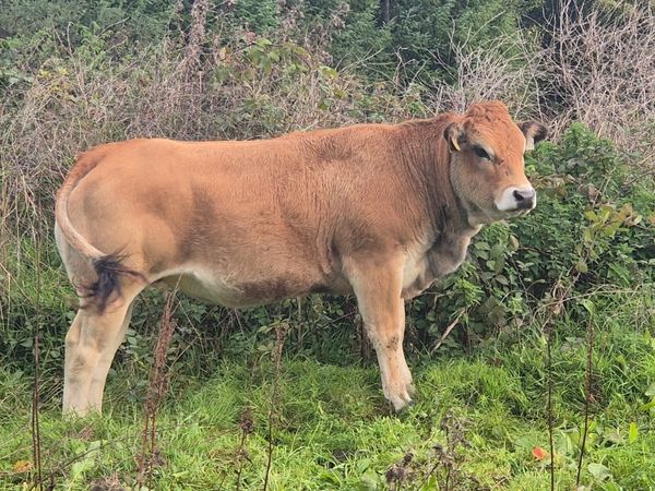 Heifers - Main image