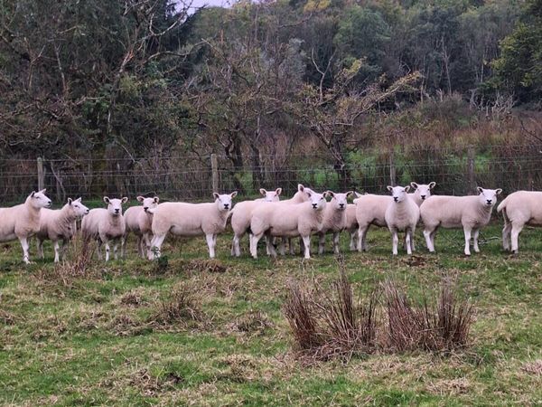 Texel hoggets - Main image