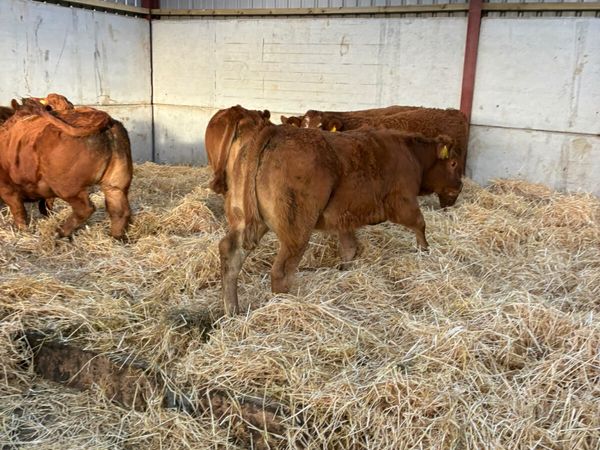 Lim heifers - Main image