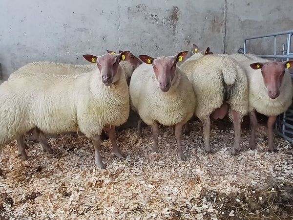 PBR Rouge Ram Lambs - Main image