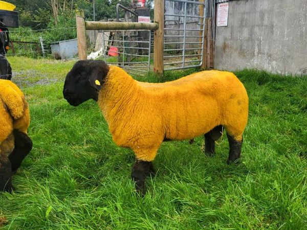 PEDIGREE SUFFOLK RAM LAMBS - Main image