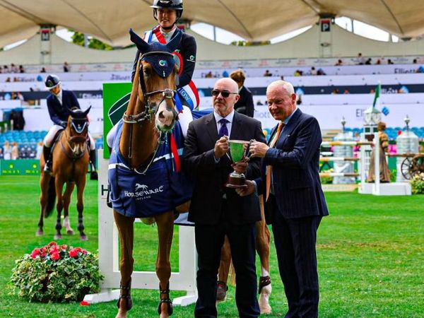 Broodmare  from a top family infoal for 2027 - Main image