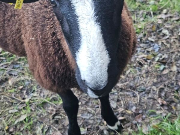 PBR Zwartble ram lamb, SIS - Main image