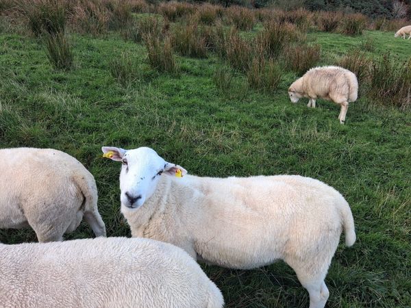 Two Hogget Lleyn Rams - Main image