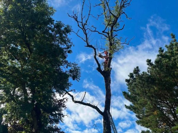 Tree removal service - Main image