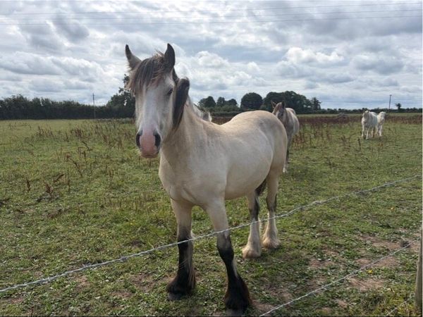 Cob foals - Main image