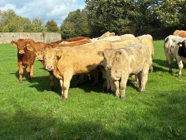 Fully Weaned & Vaccinated CH LIM Bull Weanlings - Main image