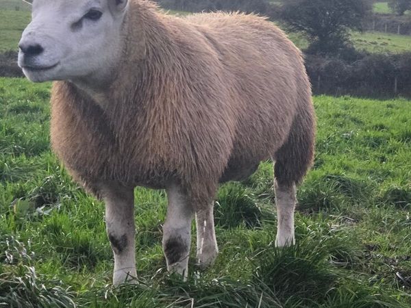 Texel 5 🌟 sis approved - Main image