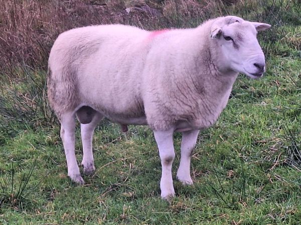 Belclare ram - Main image