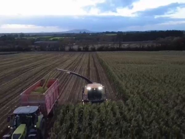 Maize silage - Main image