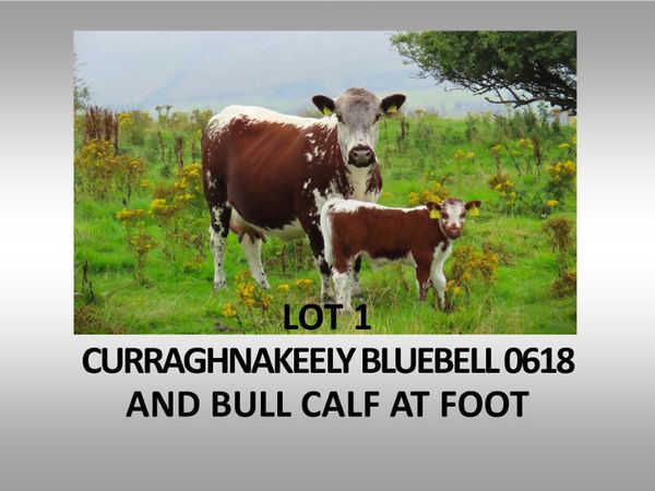 Pedigree Irish Moiled Online Timed Auction - Main image