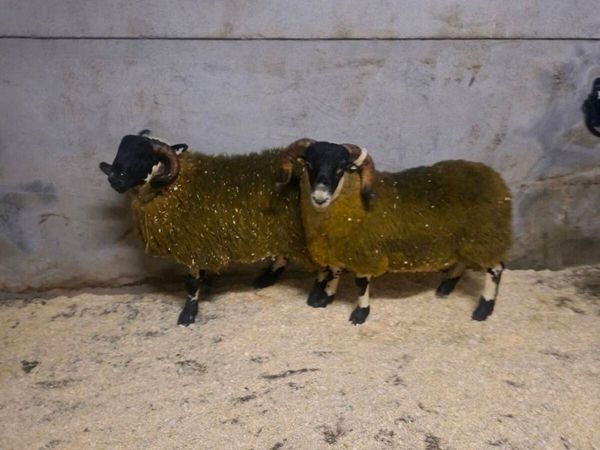 Perth ram lambs - Main image