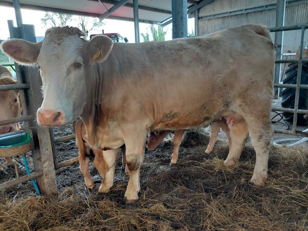 4 star heifer with calf. Choice of 2 - Main image