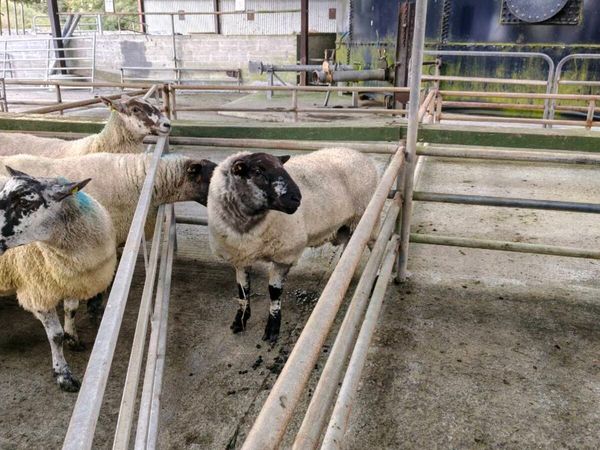Ram Hogget PEN 45A Headford - Main image