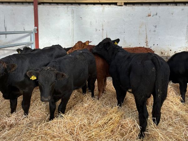 Lim bullocks - Main image
