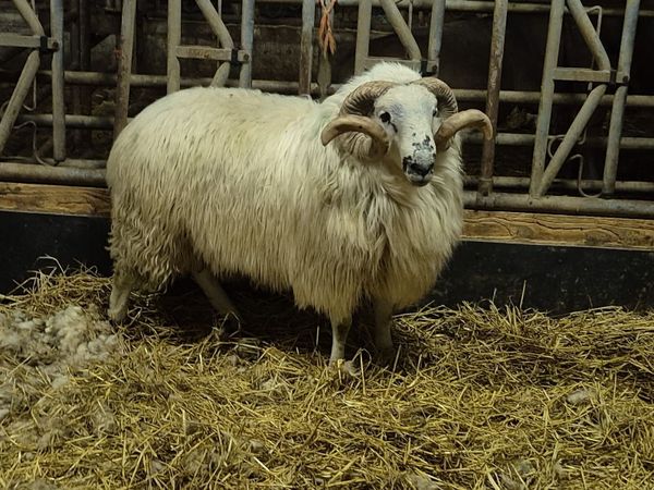 Scotch Hogget Ram - Main image
