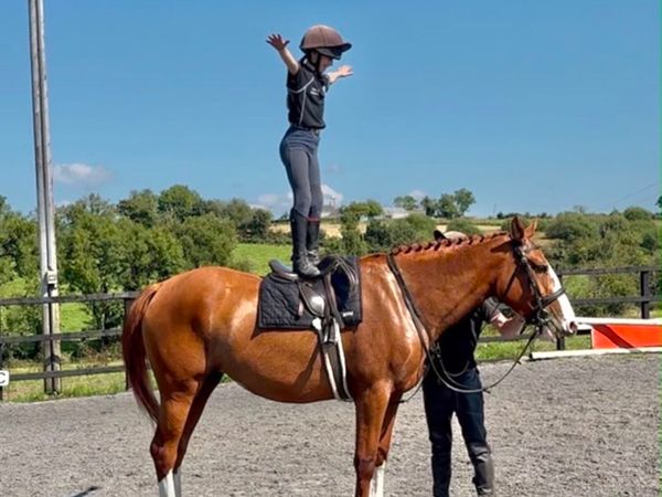 4y.o Irish Draught Cross Mare - Main image