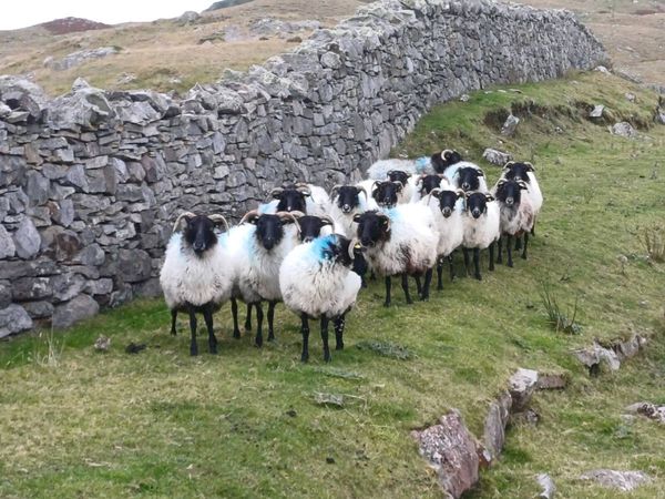 Mayo breeding ewes - Main image