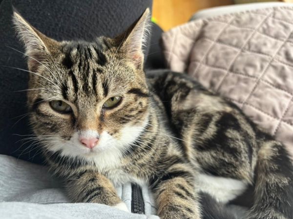 1 year old sweet tabby girl free to good home - Main image