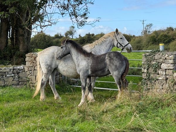 Colt foal - Main image