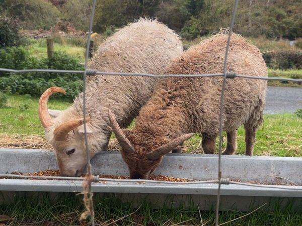 Soay Ram Lambs(2 left) - Main image
