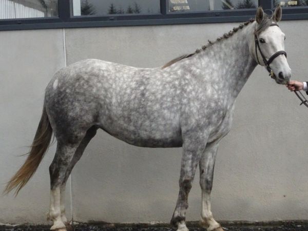 Sport horse - Main image