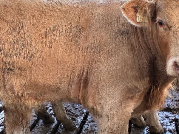 TOP QUALITY CH/LIM BULL WEANLINGS 300/320KG - Main image