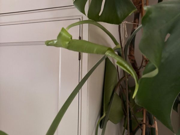 Monstera House plant - Main image