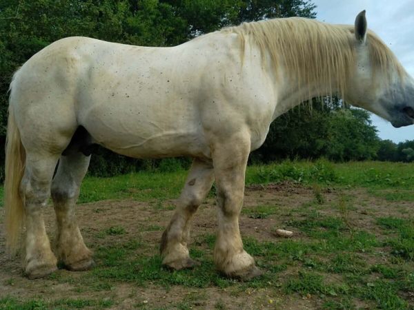 French Percheron stallion - Main image