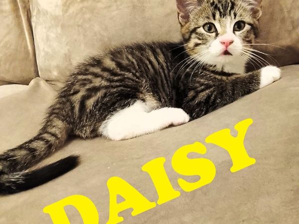 🐾 Gorgeous Family-Raised Kittens Ready Now 🐾 - Main image