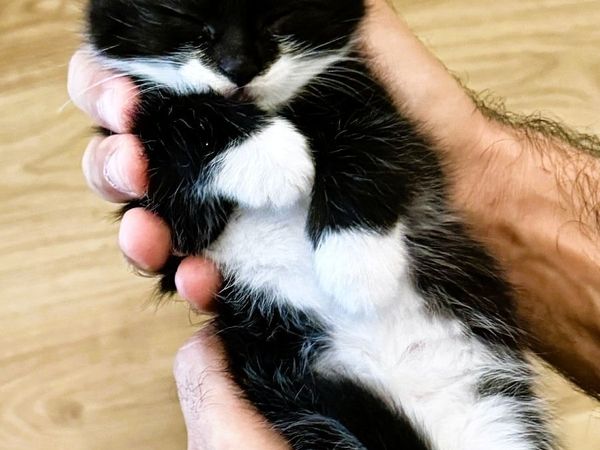 🐾 Family-Raised Indoor Kittens 🐾 - Main image