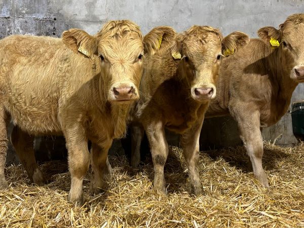 3 Golden Charolais Heifer Wealings - Main image